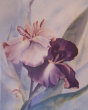 outasite!!_collectibles_vintage_lithograph_redoute_rose_prints_k_g_lohse_germany001005.jpg